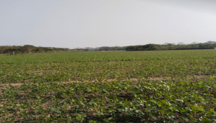 ​বরিশালে সয়াবিনের আবাদ বেড়েছে, ইরি-বোরো ও রবি ফসল চাষে আগ্রহ হারাচ্ছে কৃষক