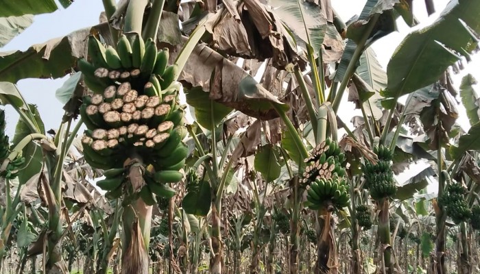 ফুলবাড়ীতে রাতের আঁধারে ১ হাজার কলা গাছের কলা ধ্বংস। দেড় লক্ষ টাকার ক্ষতির অভিযোগ।