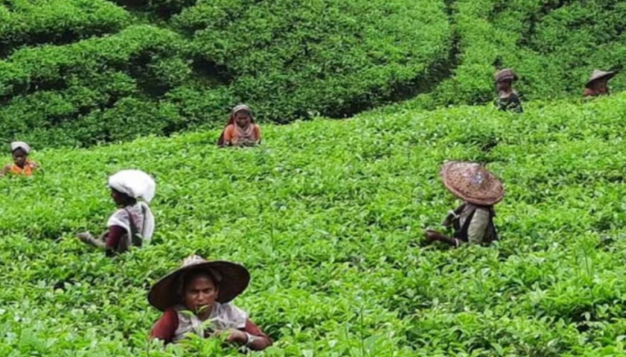 ​মৌলভীবাজারে আগাম বৃষ্টিতে প্রাণ ফিরে পেয়েছে ২২ চা বাগান, আশাবাদী সংশ্লিষ্টরা