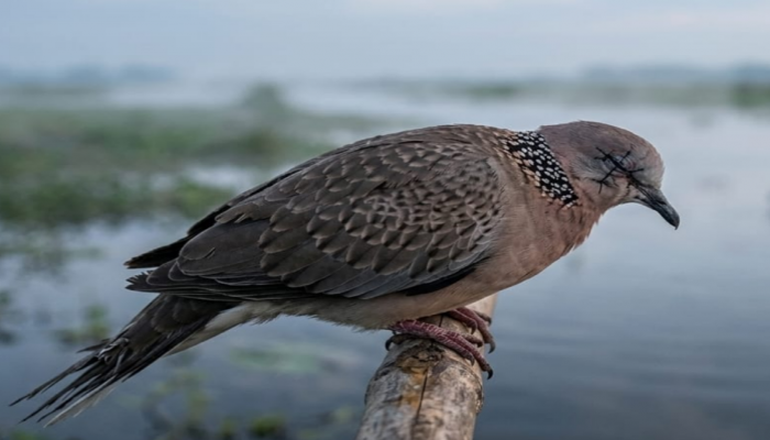 ​হাকালুকি হাওরে পাখি শিকার চক্র: নির্মম নির্যাতনের শিকার বন্যপ্রাণী, হুমকিতে জীববৈচিত্র্য