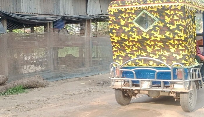 ব্রাহ্মণপাড়া রাস্তার পাশে মুরগির খামার, ভোগান্তিতে হাজার মানুষ