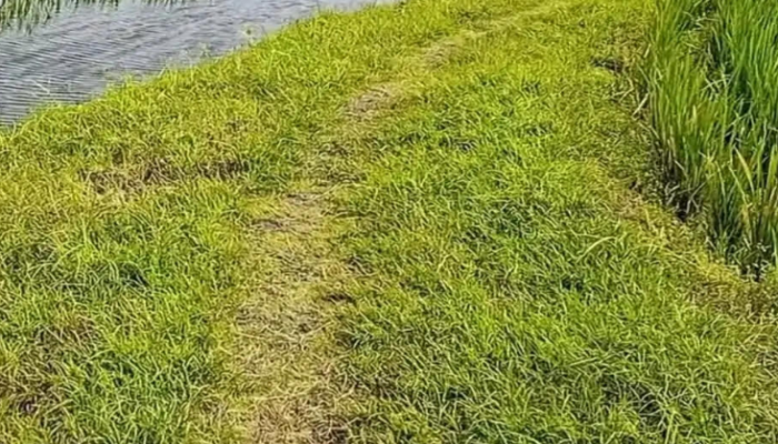 সুনামগঞ্জে একটি স্লূইস গেটের অভাবে প্রতি বছর ৫ শ একর জমির ফসল জলাবদ্ধতার শিকার।