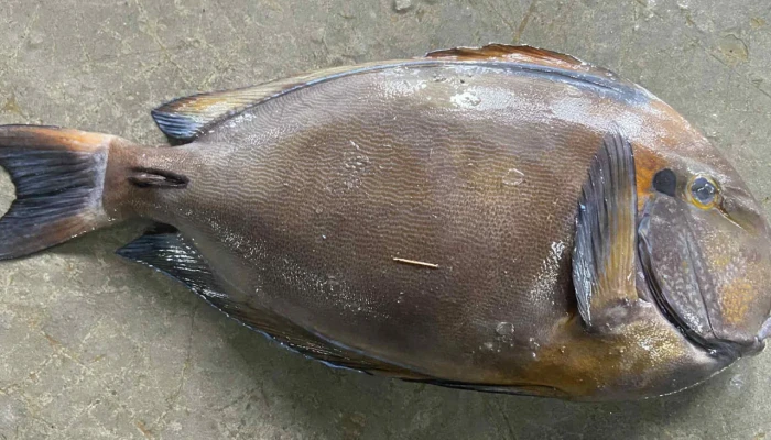 জেলের জালে ধরা পড়লো বিরল ‘ব্রাউন সার্জনফিশ’