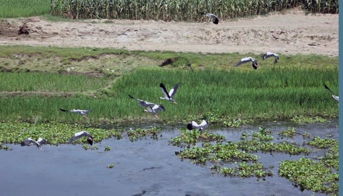 ধুনটে ইছামতি নদীর বুকে অতিথি পাখির সমাগম