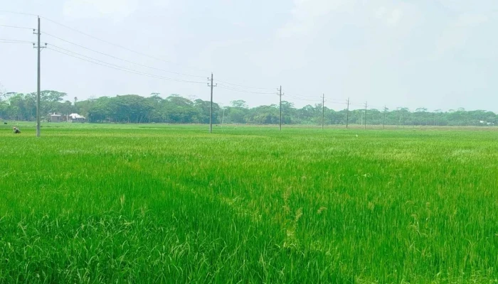 ডিজেল সংকটে পানিশূন্য বোরো ধানের ক্ষেত, বিপাকে কৃষকরা