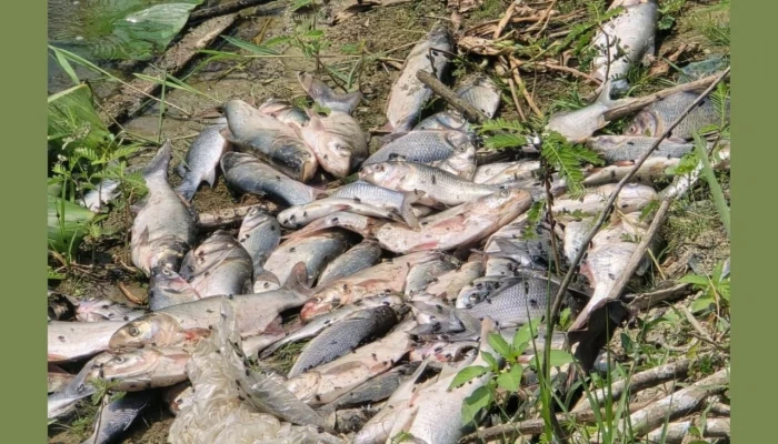 রামগঞ্জে ঘেরে বিষ দিয়ে ৭ লাখ টাকার মাছ নিধন‎