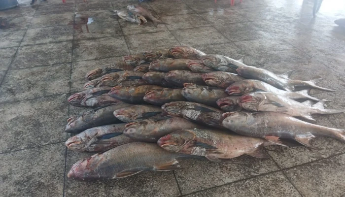 জেলের জালে ধরা পড়ল ২৮ লাখ টাকার লাক্ষা মাছ