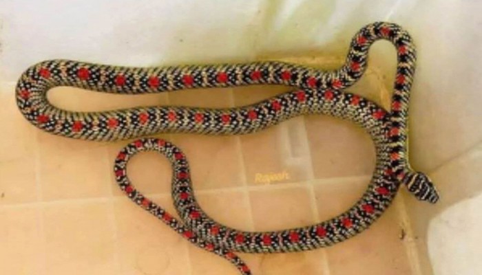 মৌলভীবাজারের শ্রীমঙ্গলে উপজেলা স্বাস্থ্য কমপ্লেক্সের কোয়ার্টার থেকে কালনাগিনী সাপ উদ্ধার, আতঙ্কে এলাকাবাসী