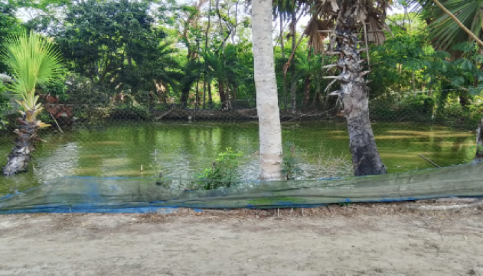 ​তালতলীতে ইউপি সদস্যের মাছের ঘেরে লুটপাট ও কুটিরে অগ্নিসংযোগ: এলাকায় আতঙ্ক