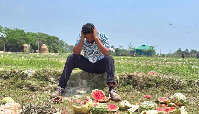 তরমুজ চাষিদের মাথায় হাত, ঝুঁকিতে শতকোটি টাকার মূলধন