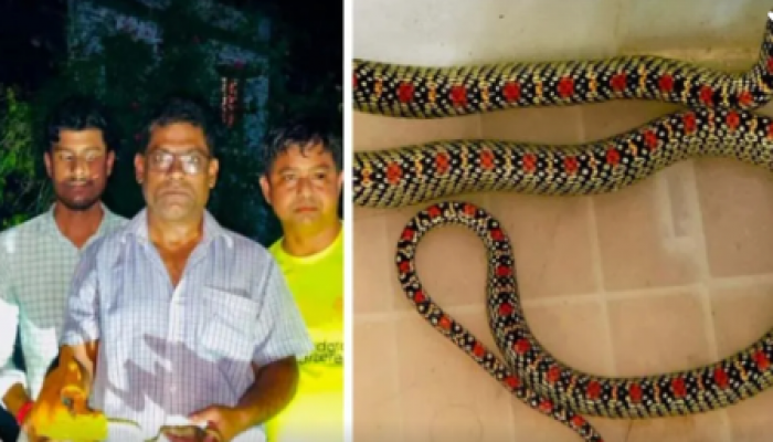 ​শ্রীমঙ্গল হাসপাতাল কোয়ার্টারে ‘কালনাগিনী’ আতঙ্ক, নিরাপদে উদ্ধার বিরল সুন্দরী সাপ