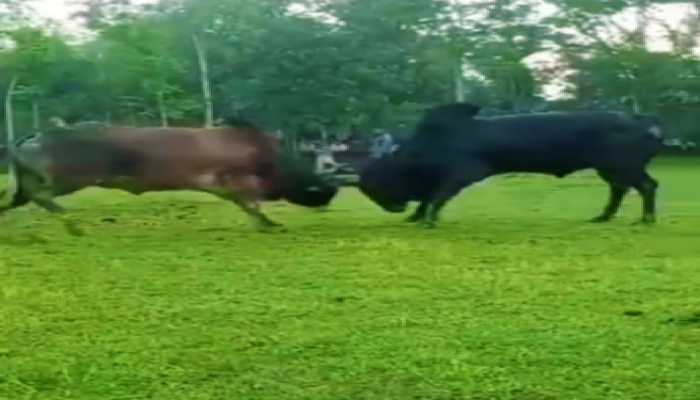 ​কেন্দুয়ায় নিষিদ্ধ ষাঁড়ের লড়াই, প্রশাসনের নীরবতা নিয়ে প্রশ্ন