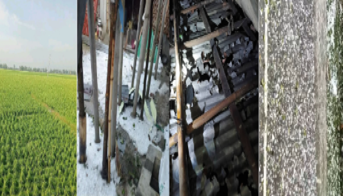 ফুলবাড়ীতে শিলা বৃষ্টিতে ফল ও বাড়িঘরের ব্যাপক ক্ষয়ক্ষতি
