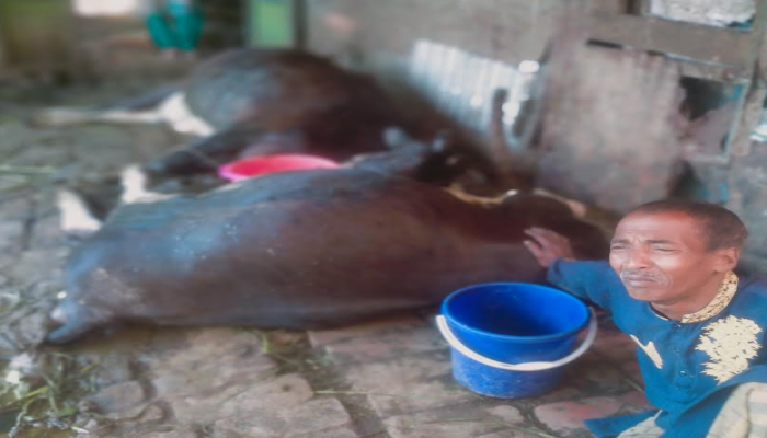 বানারীপাড়ায় বিদ্যুৎস্পৃষ্টে দুটি গাভীর করুন মৃত্যু,অল্পের জন্য মালিকের প্রাণ রক্ষা