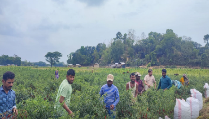 ​কচ্ছপিয়া ও গর্জনিয়া—রামুর শস্যভান্ডার হিসেবে কৃষিতে নতুন সম্ভাবনা