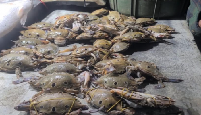 কুয়াকাটায় রাত মানেই ফিশ ফ্রাই পর্যটকদের ভিড়ে মুখর সৈকত