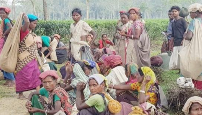 মাধবপুরে অস্তিত্ব সংকটে ৫টি চা বাগান বিপাকে হাজারো শ্রমিক পরিবার