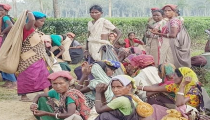 ​মাধবপুরে অস্তিত্ব সংকটে ৫টি চা বাগান বিপাকে হাজারো শ্রমিক পরিবার