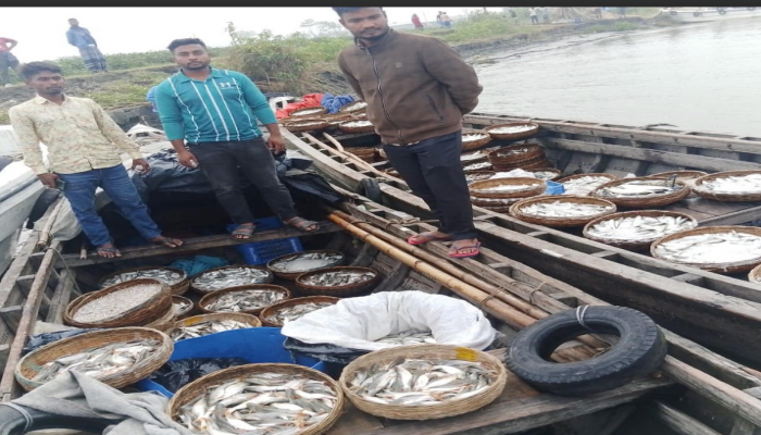 জাটকা নিধনের হটস্পট মেহেন্দীগঞ্জ, অভিযানকারী কর্মকর্তার বিরুদ্ধে অসাধু জেলেদের মানববন্ধন !