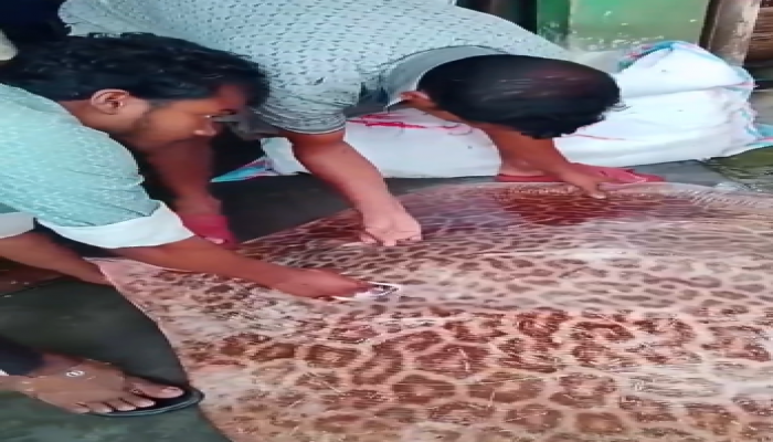 ​উজিরপুরে নিষিদ্ধ ‘শাপলা পাতা’ মাছ বিক্রি