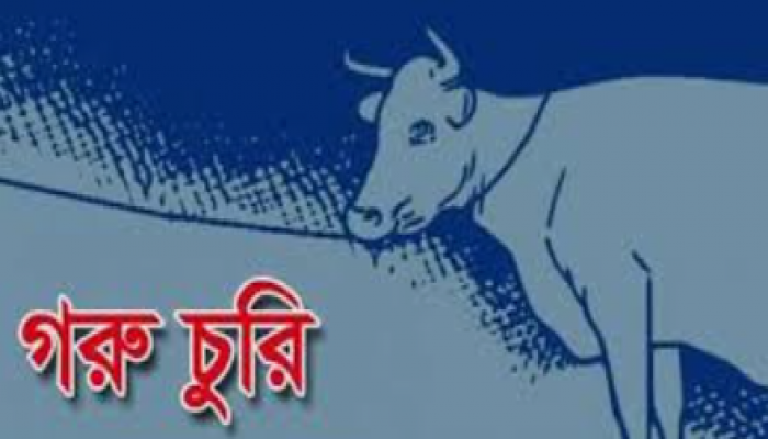 ​গৌরীপুরে এক রাতে ১১টি গরু চুরি