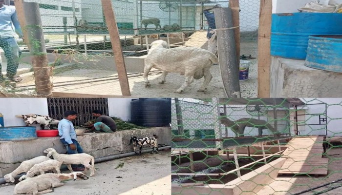 বি পানি শোধনাগারে বিসিসির  সিইও'র দুম্বা-ছাগলের খামার, পাহারায় বেতনভুক্ত কর্মচারী