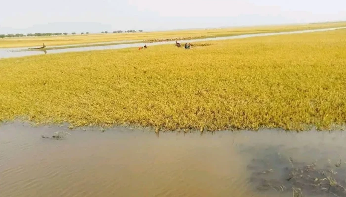 হাওরে ধান কাটতে গিয়ে বজ্রপাতে দুই কৃষকের মৃত্যু