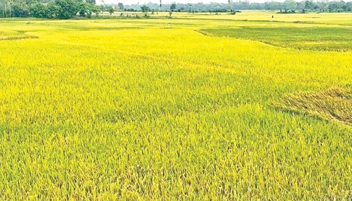 সুনামগঞ্জে হাওরের ধান ঘরে তোলা নিয়ে দুশ্চিন্তায় কৃষক