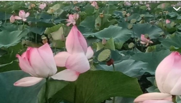 ​কেন্দুয়ায় ৩৫ বছর পর ধাড়াইল বিলে পদ্মফুল, দর্শনার্থীদের ভিড়