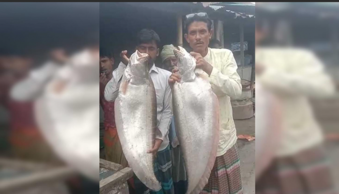 কুড়িগ্রামের ব্রহ্মপুত্রে অক্সিজেন সিলিন্ডার লাগিয়ে ৮ কেজির ২ চিতল ধরলেন এক জেলে