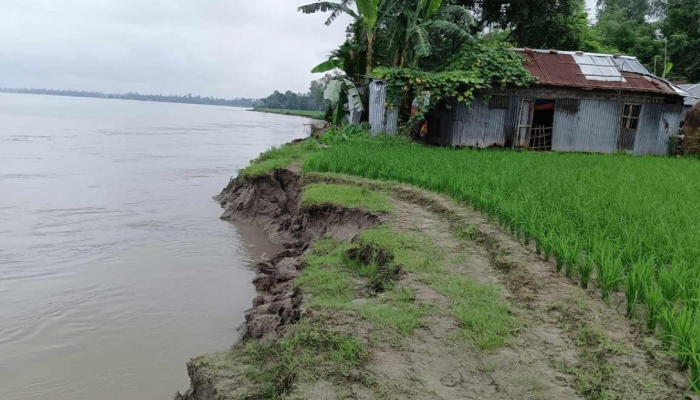 কুড়িগ্রামের রৌমারীতে নদী ভাঙ্গনের কবলে শতাধিক হেক্টর ফসলি জমি