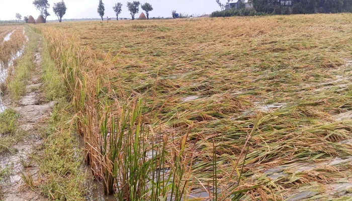 শ্রমিক সংকটে ধর্মপাশায় পাকা ধান নিয়ে বিপাকে কৃষক
