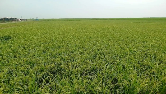 ডিজেলের অভাবে সেচ ব্যাহত, ধানে চিটা হওয়ার আশঙ্কা