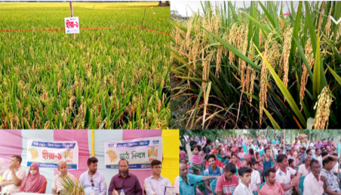 ​কৃষকদের মাঝে হাইব্রিডে বিপ্লব এনেছে হীরা ধান *শতকে ১ মনের বেশি ফলন