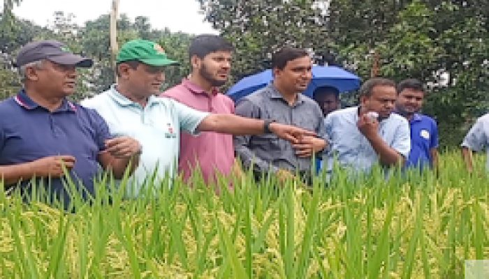 ফুলবাড়ীতে প্রাণ বঙ্গ মিলার্সের গবেষণা কার্যক্রম পরিদর্শনে জেলা বীজ প্রত্যয়ন অফিসার