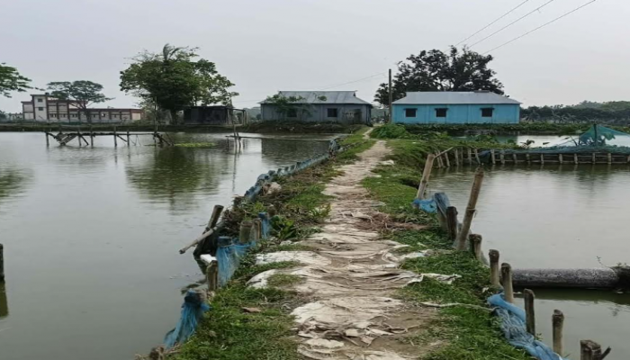 ফিসারির দখলে বিলীন সড়ক: নীরব প্রশাসন, চরম দুর্ভোগে কয়েক হাজার গ্রামবাসী
