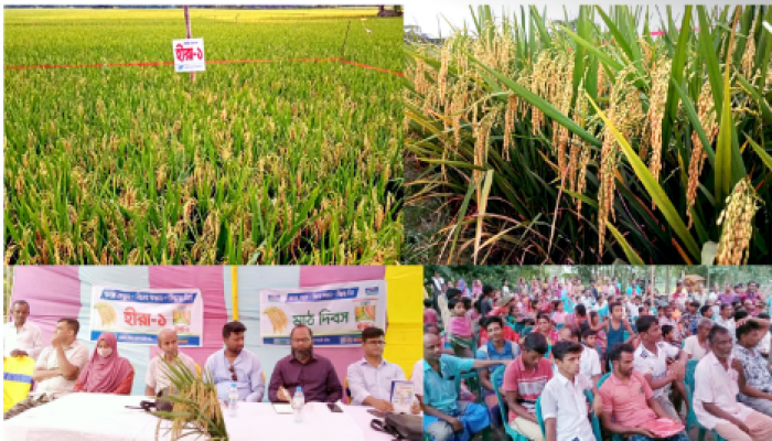 ​কৃষকদের মাঝে হাইব্রিডে বিপ্লব এনেছে হীরা ধান *শতকে ১ মনের বেশি ফলন