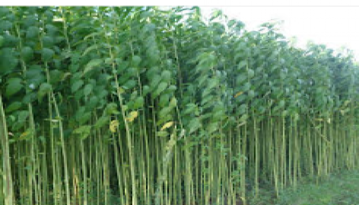 কুড়িগ্রামে বৃষ্টিতে স্বস্তি; বোরো ও পাটচাষে সেচ নির্ভরতা কিছুটা কমেছে