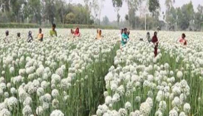 কুড়িগ্রামের রাজারহাটে প্রথমবারের মতো পেঁয়াজের বীজ চাষে সাফল্যের সম্ভাবনা