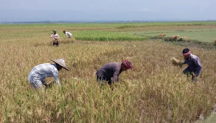 শ্রমিক সংকটে কাটা যাচ্ছে না ধান, মিলছে না হারভেস্টার
