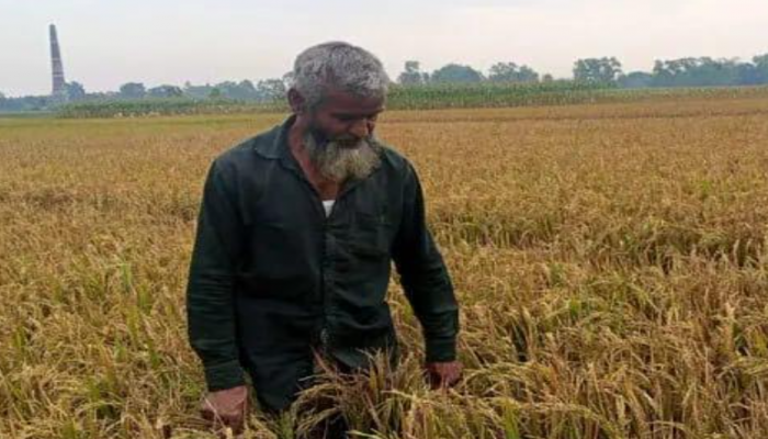 কুড়িগ্রামের চর রাজিবপুরে ইটভাটার ধোঁয়ায় ৪০ বিঘা জমির ধান নষ্টের অভিযোগ