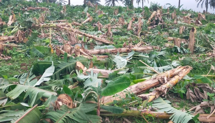 ভালুকায় কৃষি খামারে এক হাজার কলাগাছ কাটলো দুর্বৃত্তরা
