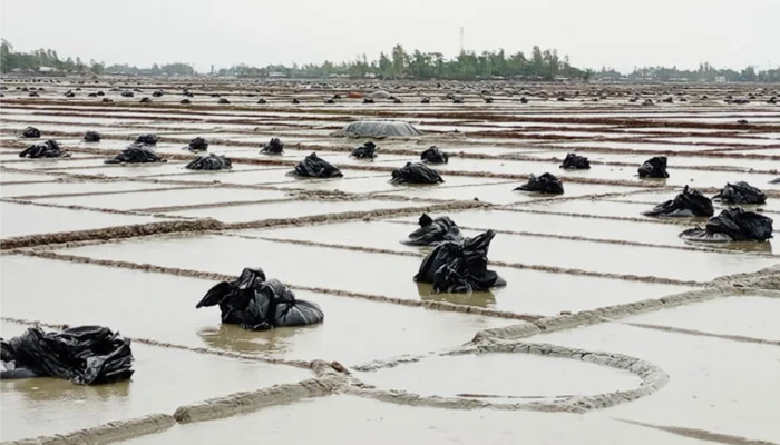 বৃ‌ষ্টি‌তে ত‌লি‌য়ে গে‌ছে ৪ হাজার একর লবণ মাঠ