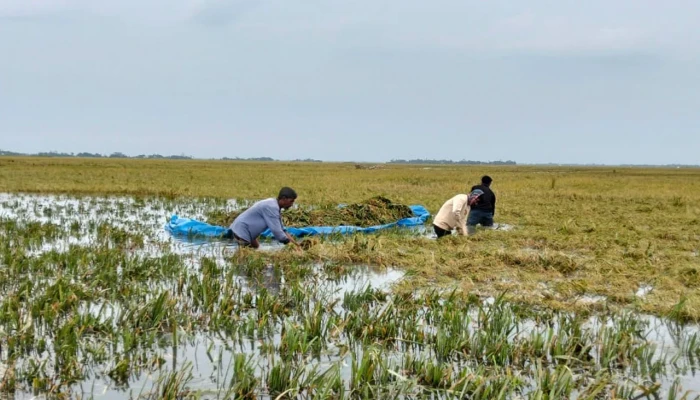 অতিবৃষ্টিতে তলিয়ে গেছে ৬০০ হেক্টর পাকা ধান