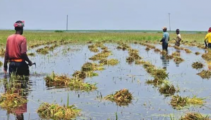 ‎কিশোরগঞ্জের হাওরে কৃষকের কান্না,তলিয়ে গেছে বোরোধান।