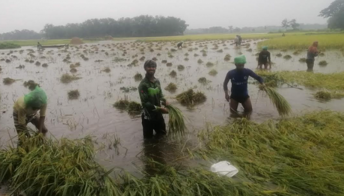 ব্রাহ্মণপাড়ায় বোরো ধান কাটা ও মাড়াইয়ে বিপাকে কৃষক