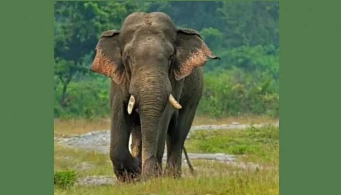 রামুতে বন্য হাতির আক্রমণে মা-মেয়ে নিহত