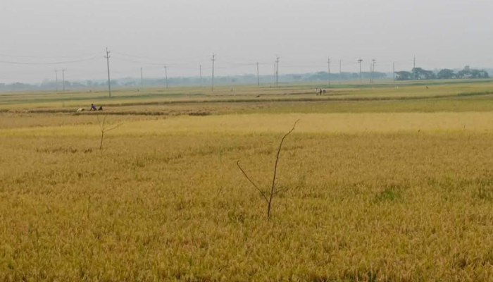 ব্রাহ্মণপাড়ার মানসিক প্রতিবন্ধী তরুণী ট্রেনে কাটা পড়ে নিহত