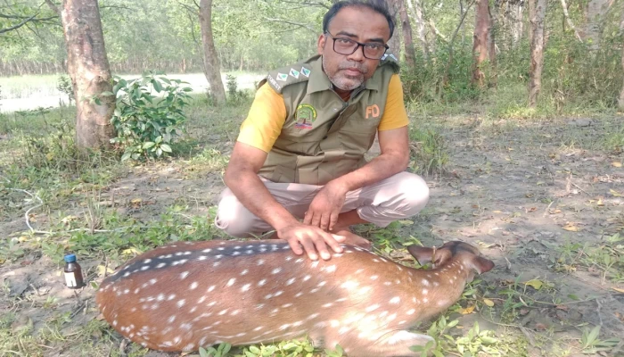 শিকারিদের কাছে থেকে হরিণ উদ্ধার, সুন্দরবনে অবমুক্ত
