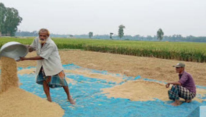 রেকর্ড বৃষ্টিপাতে রেকর্ড ফসলহানি; ঈদের আনন্দ নেই কুড়িগ্রামের কৃষকের ঘরে